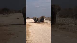 Herd of Elephants in Etosha Nature Reserve Namibia Almost to close for comfort Fantastic [upl. by Eem]