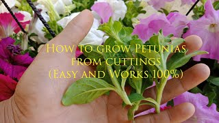 How To Grow Petunia From Cuttings  petunia propagation  petunia care [upl. by Acilgna]