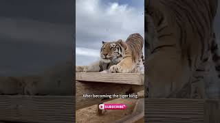 Parentless tigers were raised by a dog healing rescue shortvideo animals animalshorts [upl. by Gil]