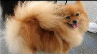 Dog Grooming  How to Groom a Pomeranian [upl. by Nylesaj]