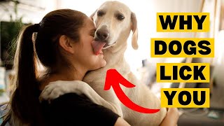 10 Reasons Dogs Actually LICK [upl. by Akenaj]