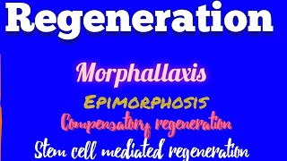 Regeneration  Epimorphosis  Morphallaxis  Compensatory regeneration Stem cell mediated Bsc [upl. by Gladys]