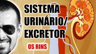 Sistema ExcretorUrinário  Os Rins e a filtragem do sangue  Anatomia Humana  VideoAula 030 [upl. by Allertse]