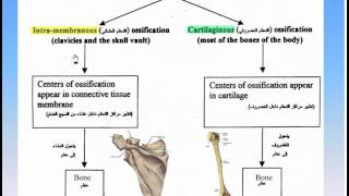 06The Skeleton8Ossification of Bones Anatomy Intro Dr Ahmed Kamal [upl. by Wylma]