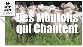 Chorale de moutons  Les moutons chantent  tublaguemdr [upl. by Ariayek]