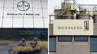 BayerMonsanto Merger Endangering Our Health Food Farms amp Planet [upl. by Llenad274]