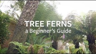 How to look after Tree Ferns  Grow at Home  RHS [upl. by Douty598]