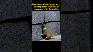 Poor stray kitten desperately clawing at the wall cracks to reunite with its families [upl. by Ardiek]