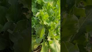 SPINACH FOR REGULAR VEG youtubeshorts viral healthygarden [upl. by Bhatt]