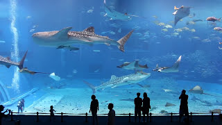 Kuroshio Sea  2nd largest aquarium in the world  song is Please Dont Go by Barcelona [upl. by Nylaehs]