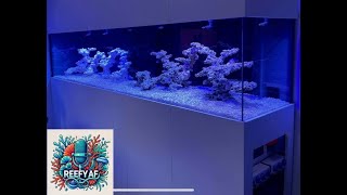 ReefyAF  Tom Brookes Tank Tour [upl. by Htes]