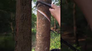 Rubber plant process🌴 rubberfarming satisfying rubberwood rubber woodworking rubbertapping [upl. by Oicnedif]