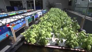 Introduction To Aquaponics Concepts and Methods [upl. by Cirek]