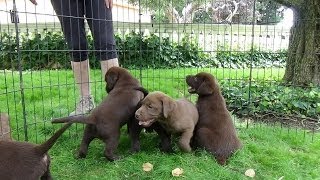 Chocolate Labrador Puppies 7 weeks [upl. by Ebner302]