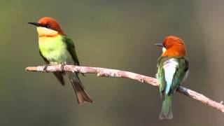 Chestnutheaded Beeeater [upl. by Knighton]