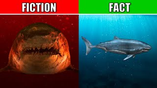 REAL Megalodon Vs Movie Megalodon [upl. by Nuahsad]