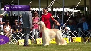 Afghan Hounds  Breed Judging 2022 [upl. by Ahnavas]