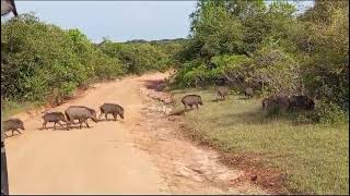 yala national park sri Lanka [upl. by Colas]