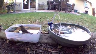 Yellow Rumped Warbler checking out the bird bath [upl. by Ettenrahs488]