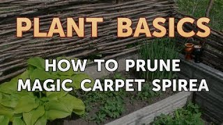 How to Prune Magic Carpet Spirea [upl. by Pedaias]