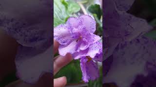 N178 Fialka sortlari 17112024 gullar фиалки flowers цветы violet video [upl. by Horatia]