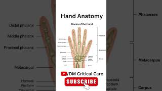 Hand AnatomyBones of Hand carpal metacarpal [upl. by Ysiad]