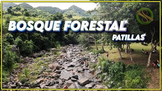 BOSQUE FORESTAL DE PATILLAS  PUERTO RICO [upl. by Leummas]