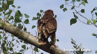 Birding tours in Slovakia with Ecotours Wildlife Holidays [upl. by Haidebez759]