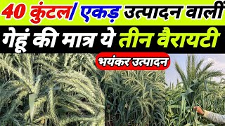 भारत में सबसे ज्यादा उत्पादन वालीं गेहूं की मात्र ये 3 वैरायटी  gehu ki top variety  gehu ki kheti [upl. by Yorick]