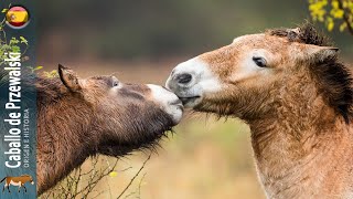 CABALLO DE PRZEWALSKI uno de los caballos más primitivos del mundo ORIGEN DE LAS RAÇAS [upl. by Barbara-Anne393]