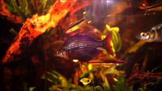 Lachsrote Regenbogenfische  red rainbowfish  Glossolepis incisus [upl. by Wootten]