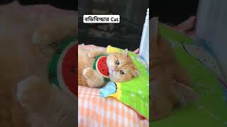 GYM Expert Cat beautifulcat catlover smartcat viralvideo entertainment cutecat [upl. by Chevalier]