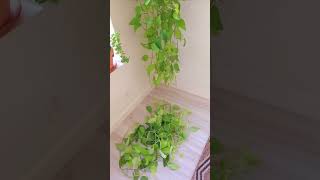 Neon Pothos Pruning amp Thinnning Lots Of Cuttings pothos pothosplant [upl. by Hillie]