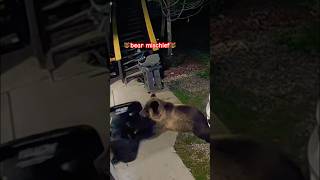 Bears bear grizzly wildlife wyoming adventure attack grizzlies edited video by Ryan Sheets [upl. by Nanam]