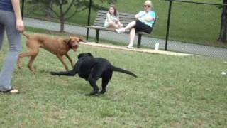 Vizsla Murphy Vs Black Lab [upl. by Scrogan500]