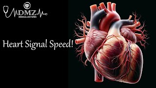 What is the Conduction Velocity of an Action Potential in Cardiac Muscle [upl. by Marjorie288]