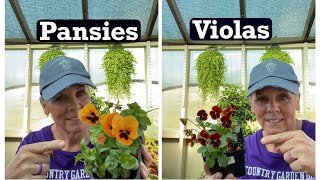 What’s YOUR Pick  Pansies or Violas or Both 🤷🏼‍♀️👩🏼‍🌾 [upl. by Omrellug]