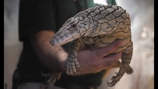 Zach at the Zoo Meet the Perentie [upl. by Mcgill299]