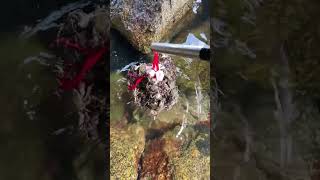 How To Catch Carbs  Amazing Crabs Catching crabs youtubeshorts [upl. by Wilson]