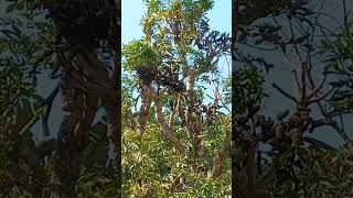 Loerie and Redwinged Starling Birds in SA 🇿🇦 NATURE TEAM EleenVorster [upl. by Rosmunda]