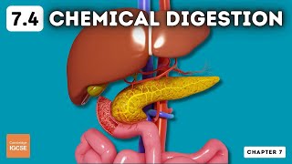 IGCSE Biology  Chemical digestion 74 [upl. by Nesnah]