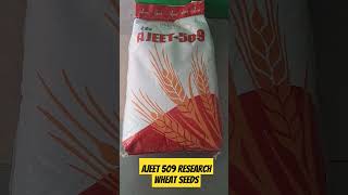 Ajeet 509 research wheat seeds ajeetseeds wheat protein [upl. by Arit799]