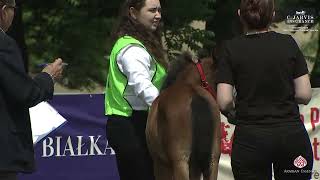 Bialka 2024 2nd Polish Classic Show Class 0A [upl. by Kreit]