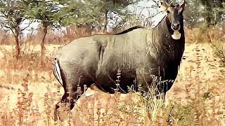 Angry Big bull Nilgai or blue bull Boselaphus tragocamelus face to face at Pohara jungle [upl. by Rosalie734]