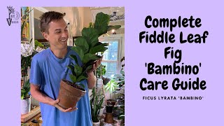 FIDDLE LEAF FIG Bambino Care  Ficus lyrata Tree Care [upl. by Enilehcim195]