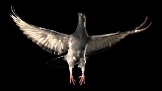 Slow Motion Pigeon Flight  BBC Earth [upl. by Etnovad187]