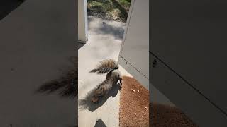 Brown Noser has dibs squirrel squirrelwatching squirrelvideo squirrels squirrelfriends [upl. by Lachlan550]