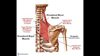 Rhomboid exercise [upl. by Eanom]