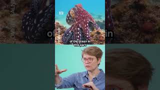 Spot the octopus at the end 🐙 AnnJones Octopus Science Shorts [upl. by Beckerman]