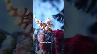 viral wildlife trending shortsfeed animal shorts viralshorts natgeo discoveryshrimp [upl. by Amrac726]